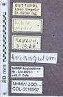 Etikette zu Ampedus triangulum (NHMW-ZOO-COL-0010502)